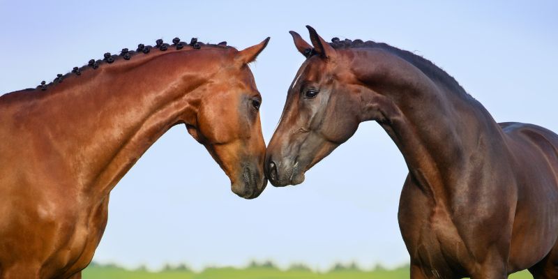 Differenze e conflitti fra maschi e femmine nel mondo animale