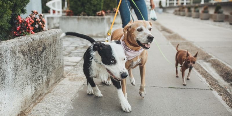 Fido al matrimonio Sì, con il wedding dog sitter