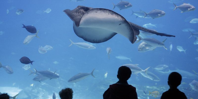 Gli acquari italiani più belli