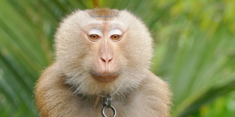 I macachi thailandesi utilizzati per la raccolta del cocco