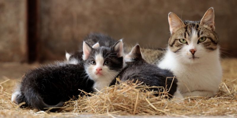 Il gatto riconosce il suo nome I trucchi per insegnarlo