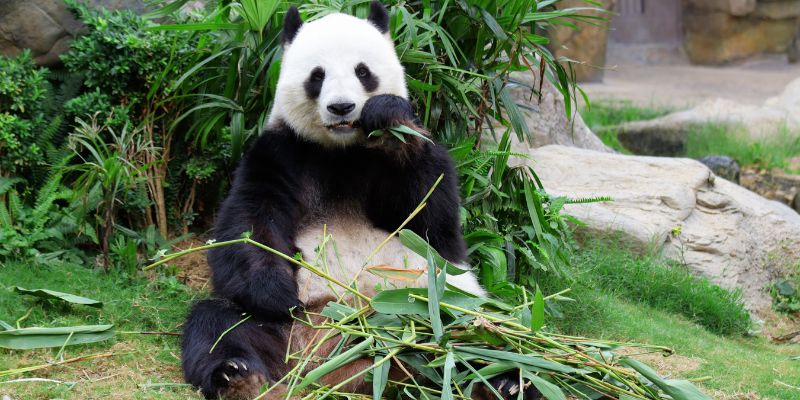 Il panda Chi Chi, ispirazione per il logo del WWF