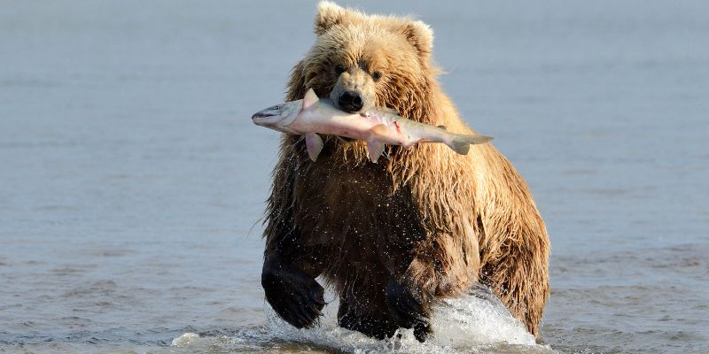 Isernia, una statua per l'orso Juan Carlito