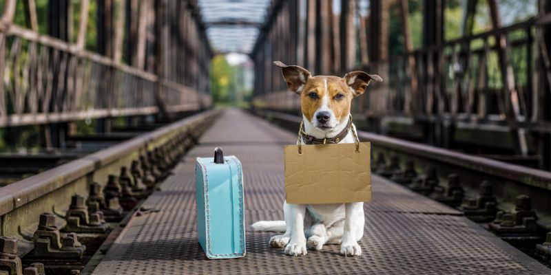 La Lav contro l'abbandono estivo degli animali