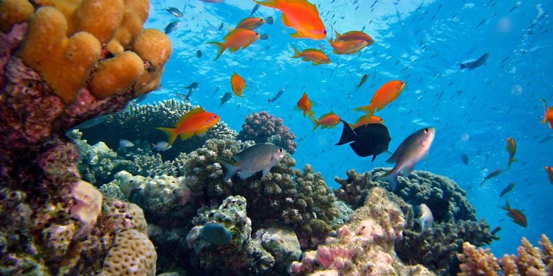 La cacca dei pesci distrugge la barriera corallina