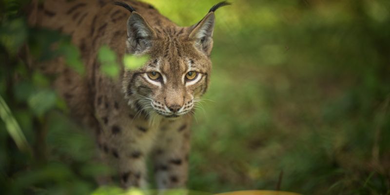La reintroduzione della lince in Italia