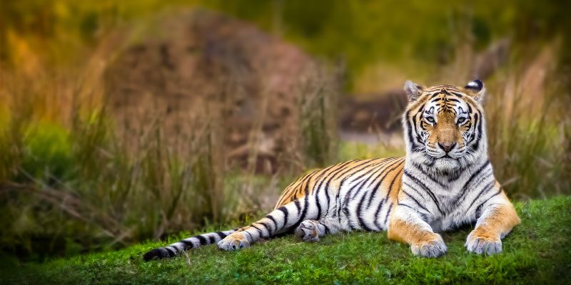 La tigre del Bengala, un predatore sull'orlo dell'estinzione