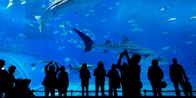 La top 3 degli acquari più belli del mondo