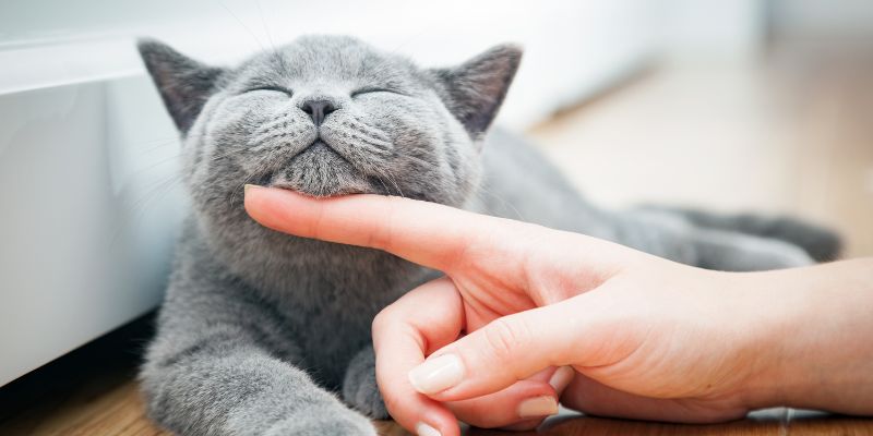 Miao! Ecco perchè il gatto miagola