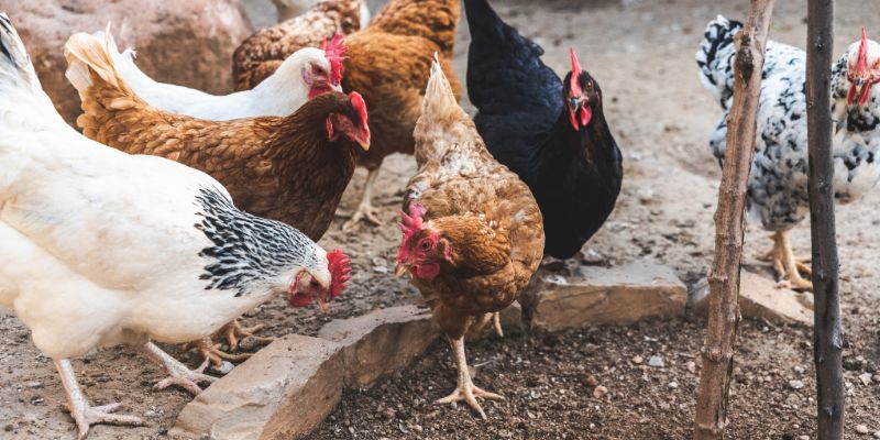 Nasce in Francia la moda di allevare galline domestiche