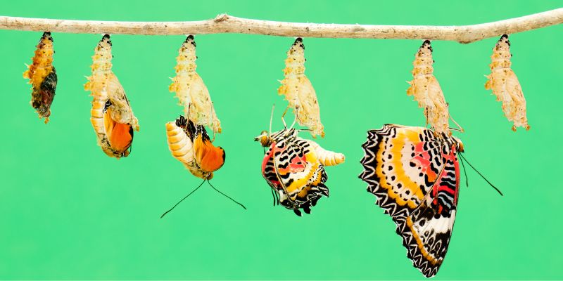 Quali animali subiscono la metamorfosi e perché