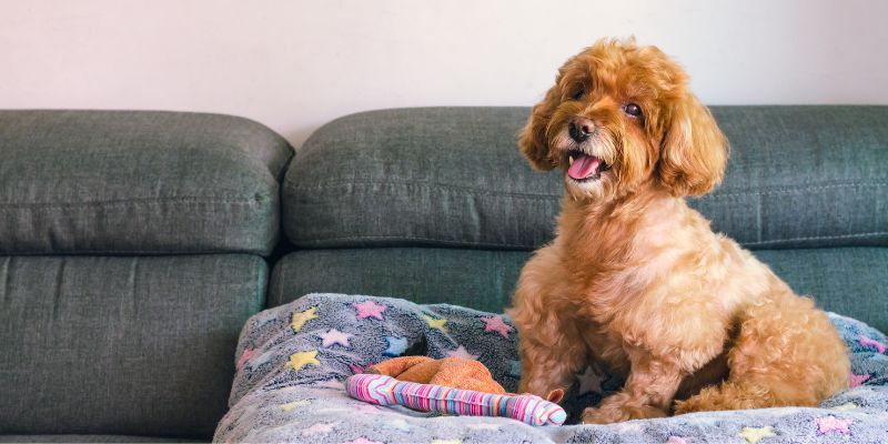 Quali sono le regole per gli animali in condominio