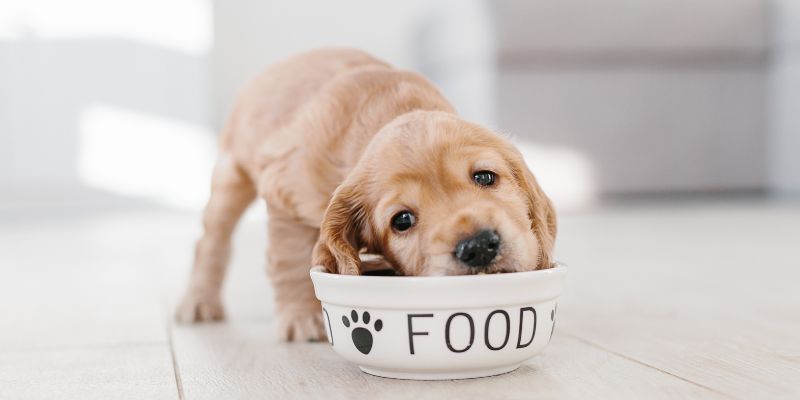 Scopriamo i cibi pericolosi per i cani