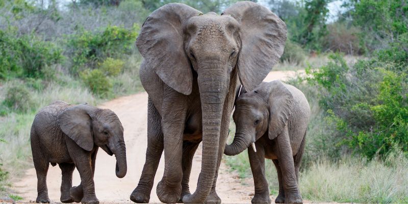Una foresta per gli elefanti, il progetto del WWF