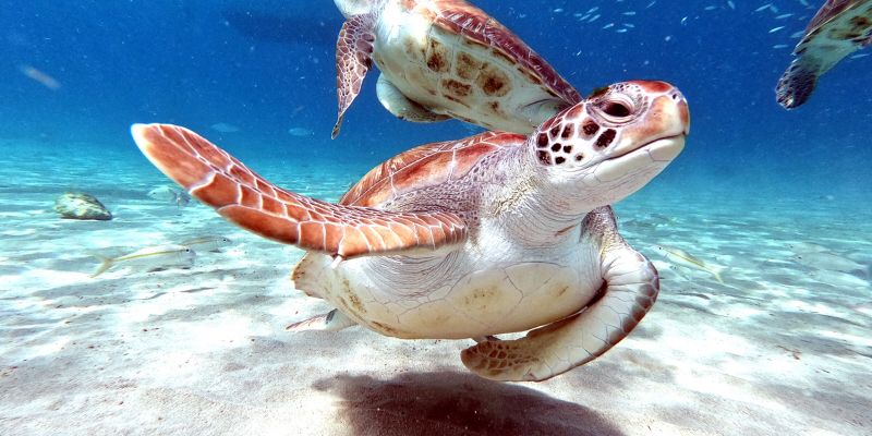 Anche le tartarughe soffrono il caldo, come aiutarle