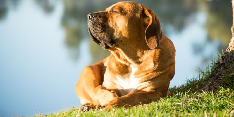 Anche se fa caldo non tosiamo il nostro amico a 4 zampe