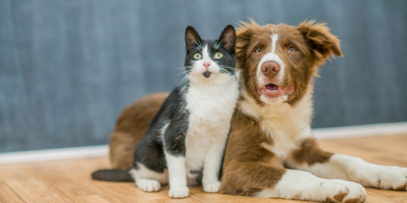 Cani e gatti in Senato la proposta di Michaela Biancofiore