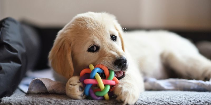 Come interpretare alcuni comportamenti del cane