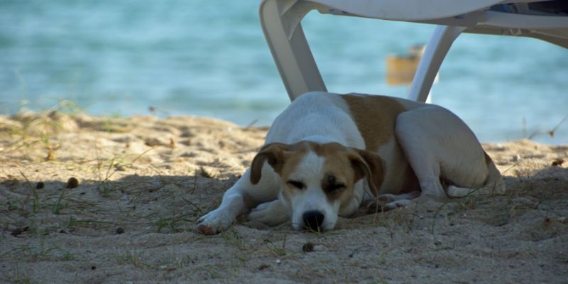 Come preservare Fido dai colpi di calore