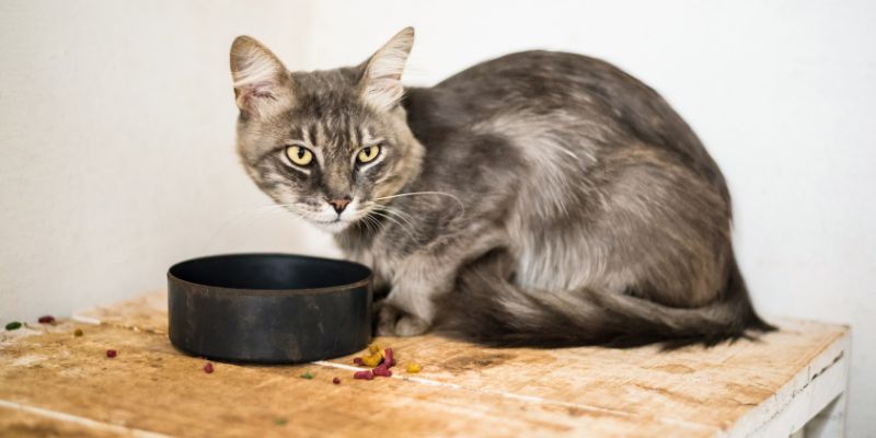 Come ti vede il tuo gatto