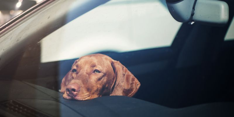 Cosa fare se vediamo un cane chiuso in auto