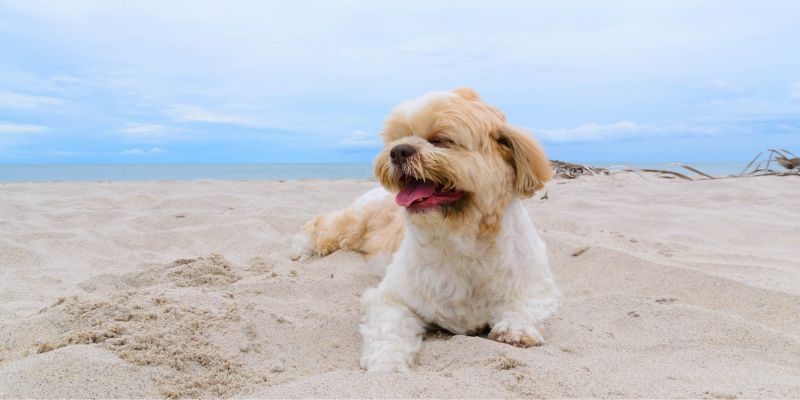 Cosa non fare in vacanza se si amano gli animali