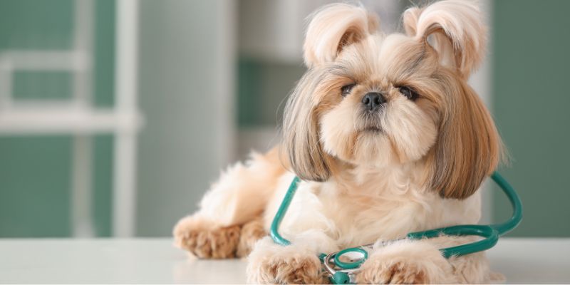 Dopo Biella, apre a Novara un ambulatorio veterinario sociale