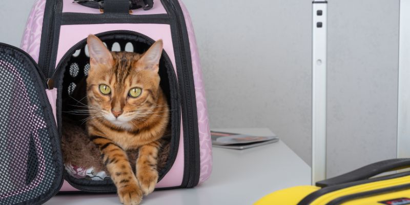 Dove lasciare il gatto quando vai in vacanza