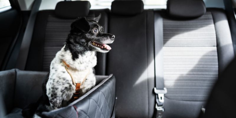 Il modo giusto per portare gli animali in auto