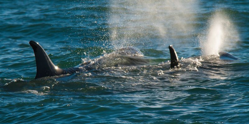 L'Islanda sospende la caccia alle balene