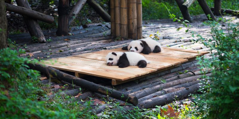 Panda albino unico in Cina ben integrato nel branco, sfida le norme dell'albinismo animale. Scopriamo il mistero di questo panda bianco gigante.