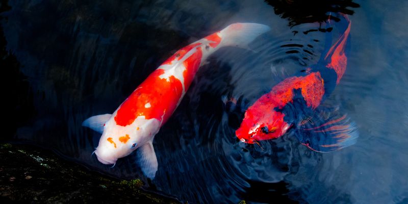 Portafortuna, dal gatto al pesce Koi