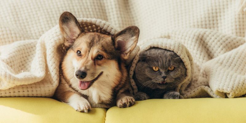 Animali domestici sempre più presenti nelle case degli italiani