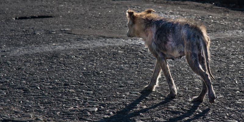 Animalisti e Anas uniti contro l’abbandono degli animali