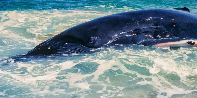 Australia, un centinaio di balene spiaggiate a Cheynes Beach