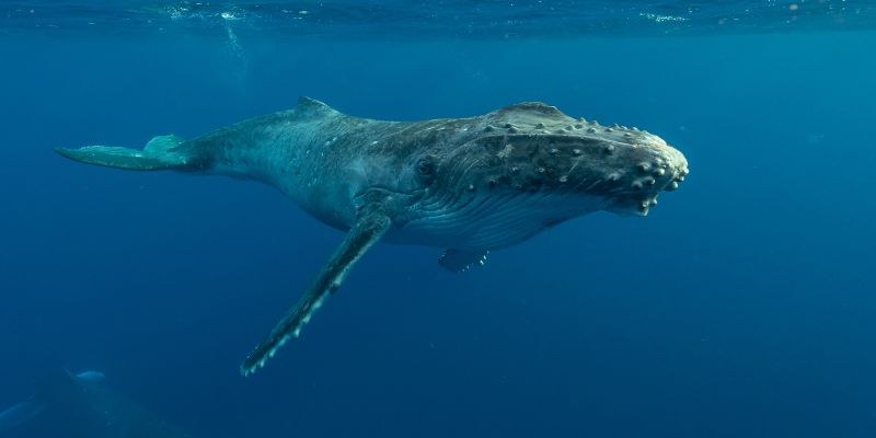 Balena megattera ripresa mentre nuota con due cuccioli
