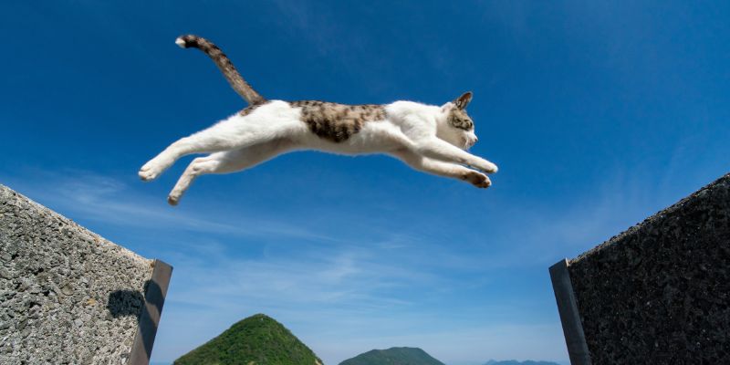 Ecco perché i gatti cadono sempre sulle zampe