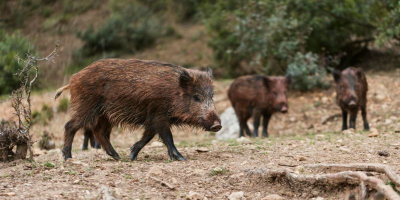 I cinghiali distruggono i raccolti emergenza nel Nord Est