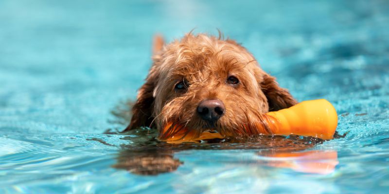 Il cane si agita quando vai in acqua ecco cosa significa