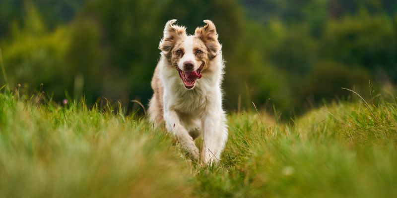 Il nostro cane mangia l’erba? Ecco il motivo