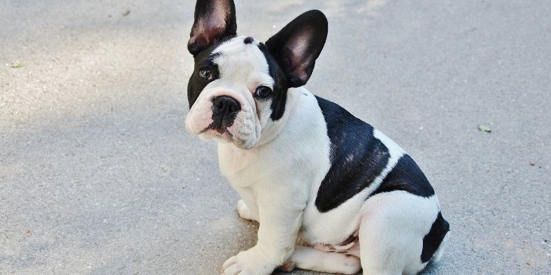 Lady Gaga, cani rapiti nessuna ricompensa per chi aiutò a trovarli