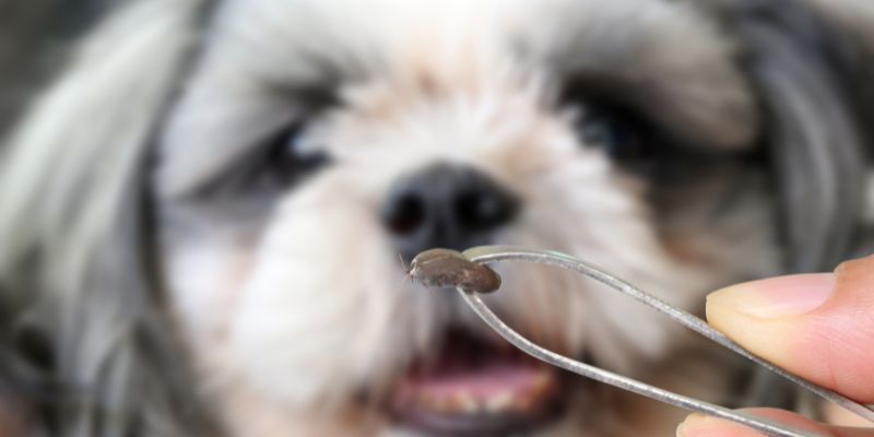 Le zecche sono pericolose per i cani ecco cosa fare