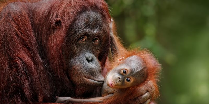 L’orango di Sumatra rischia l’estinzione