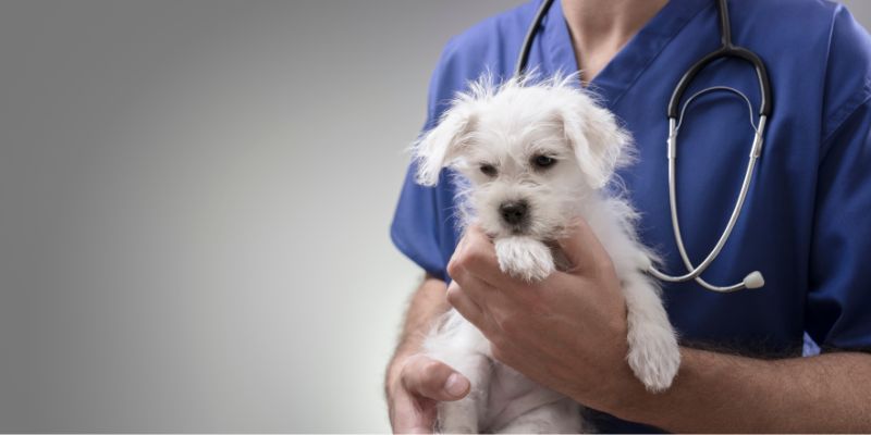 Modena, arriva il bonus animali: 30 mila euro per spese veterinarie