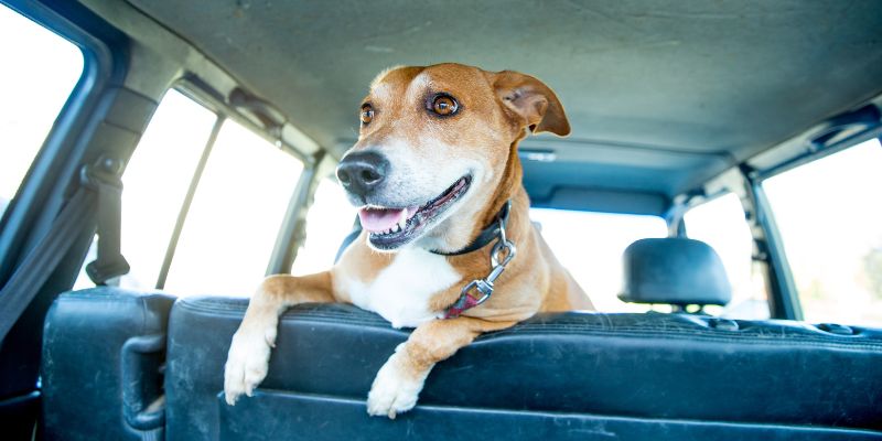 Nei panni di Fido, l'iniziativa dell'Autogrill di Secchia Ovest