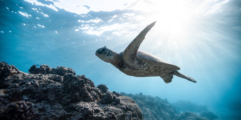 Progetto Life Turtlenest, 5 Caretta caretta spiaggiate nel casertano