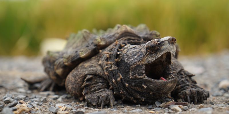 Trovato in Italia un esemplare di tartaruga alligatore