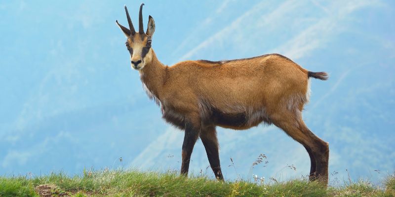 Tutela del camoscio, sentieri limitati nel Parco nazionale d'Abruzzo