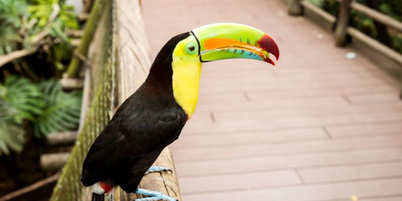Caldo ghiaccioli alla frutta agli animali del Bioparco di Roma