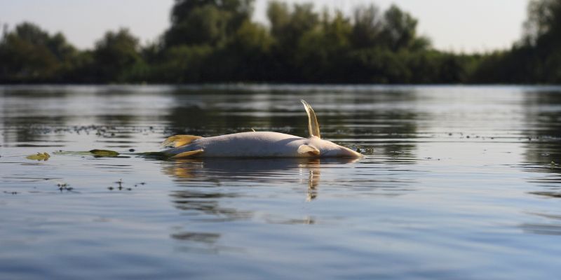 Centinaia di pesci trovati morti nel mare di Castel Volturno